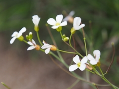 Arabis