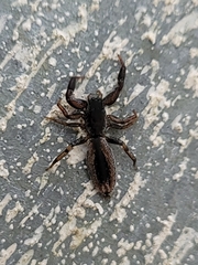 Holoplatys tasmanensis