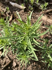 Erysimum hieraciifolium