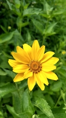 Heliopsis