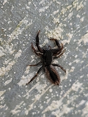 Holoplatys tasmanensis