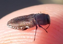 Anthaxia umbellatarum