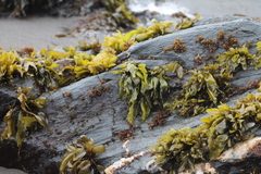 Mazzaella laminarioides