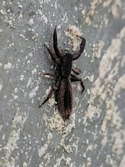 Holoplatys tasmanensis