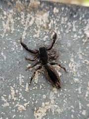 Holoplatys tasmanensis