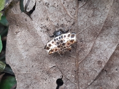 Gasteracantha cancriformis