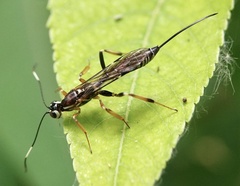 Xorides albopictus