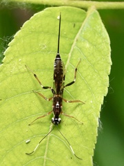 Xorides albopictus