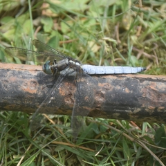 Orthetrum internum