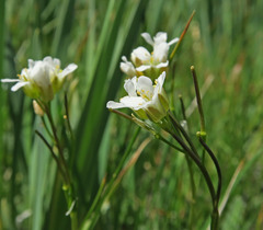 Arabis nuttallii