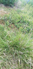 Sesleria albicans