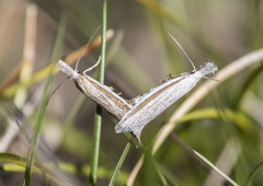 Pleurota aristella