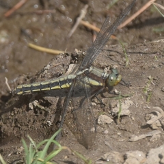 Orthetrum internum