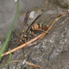Polistes quadricingulatus
