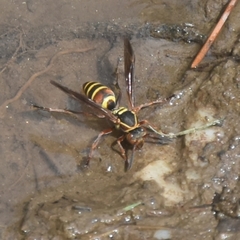 Polistes quadricingulatus