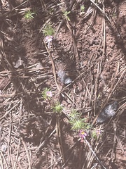 Leptosiphon nuttallii