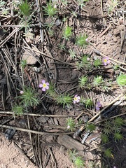 Leptosiphon nuttallii