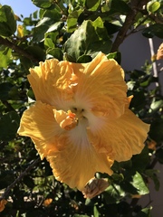 Hibiscus rosa-sinensis