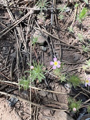 Leptosiphon nuttallii