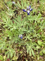 Lupinus polycarpus