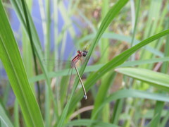 Ischnura damula