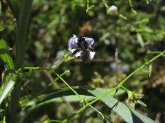 Tapinotaspidini
