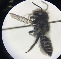 Megachile rotundata