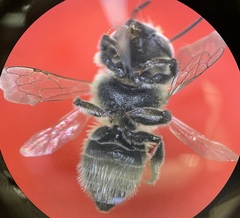 Megachile rotundata