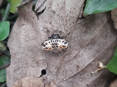 Gasteracantha cancriformis
