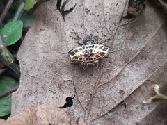 Gasteracantha cancriformis
