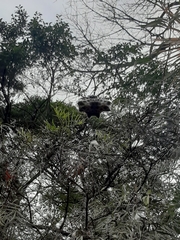 Gasteracantha cancriformis