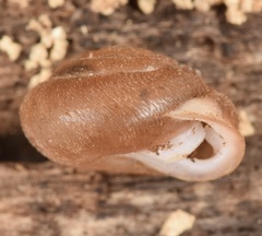 Inflectarius inflectus