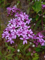 Pericallis aurita