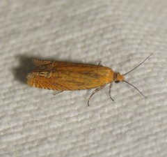 Lathronympha strigana