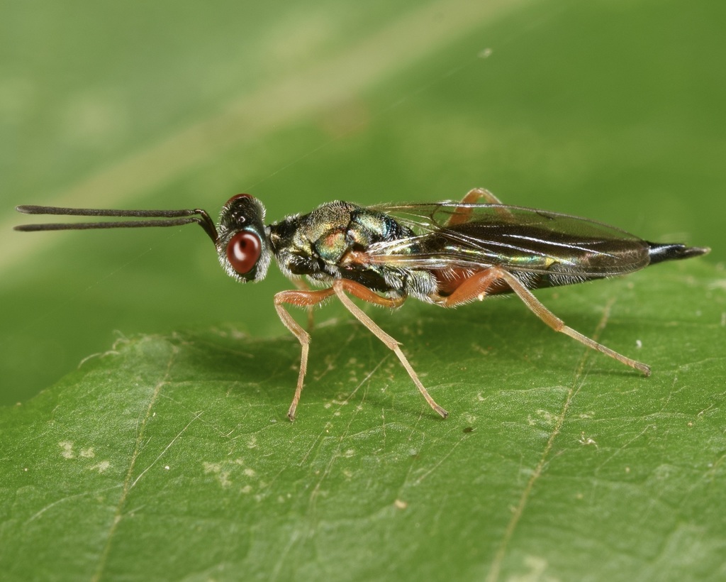 Ogloblinisca americana