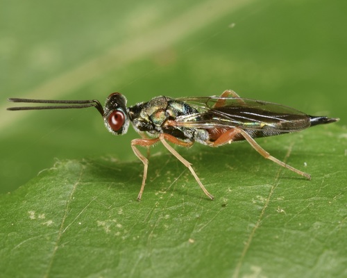 Ogloblinisca americana