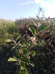 Cotoneaster alaunicus
