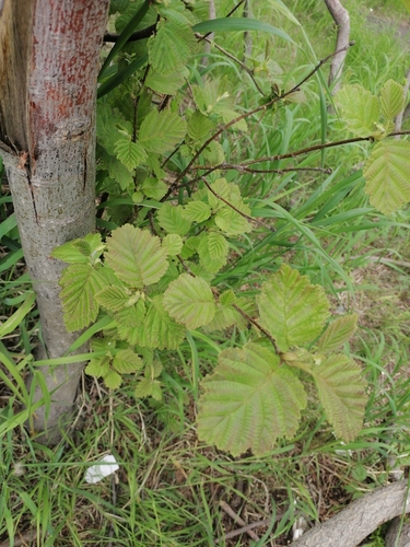 Alnus hirsuta iNat (2)