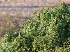 Colius striatus integralis