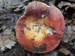 Russula aurea