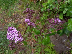 Pericallis aurita
