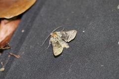 Abrostola tripartita