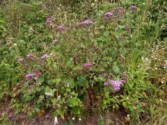 Pericallis aurita