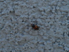 Deraeocoris flavilinea