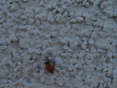 Deraeocoris flavilinea