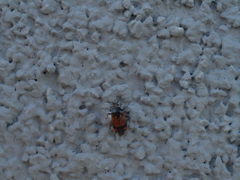 Deraeocoris flavilinea