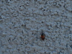 Deraeocoris flavilinea