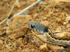 Thamnophis cyrtopsis collaris
