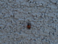 Deraeocoris flavilinea