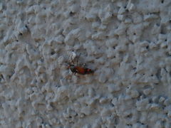 Deraeocoris flavilinea